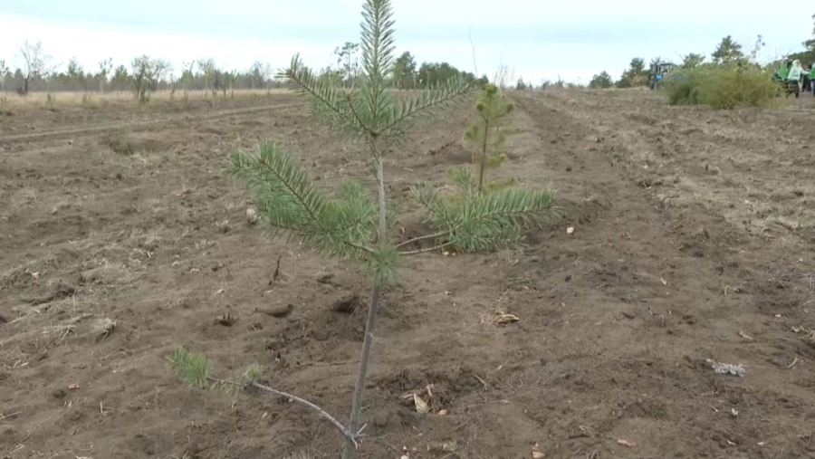 Ақтөбе облысында сегіз мың түп көшет егілді