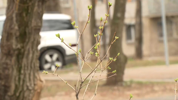 Алматыда «Жасыл аула» акциясы басталады