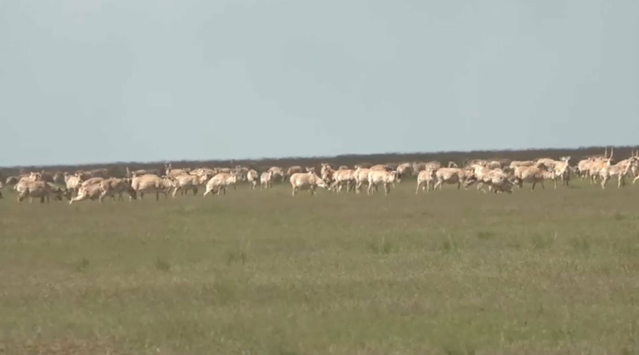 Батысқазақстандық ғалымдар 700 мыңдай киік басын реттеуді ұсынды