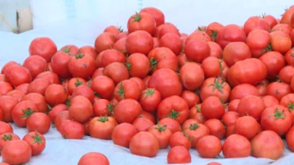 200 тысяч тонн овощей вырастят в теплицах Туркестанской области