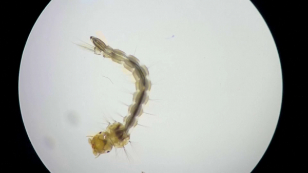 В Бразилии выпустят лабораторных комаров для борьбы с денге