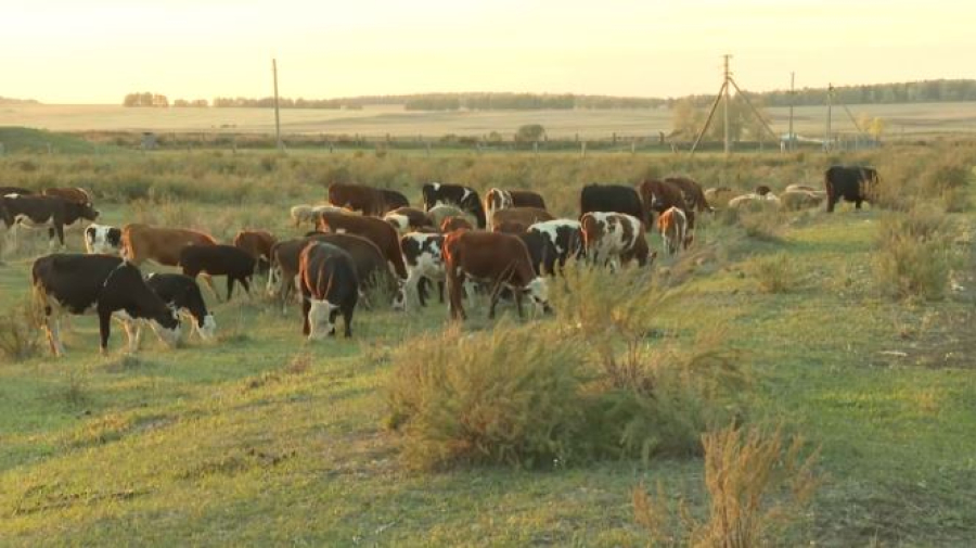Более тысячи гектаров земли вернули в госсобственность в Акмолинской области