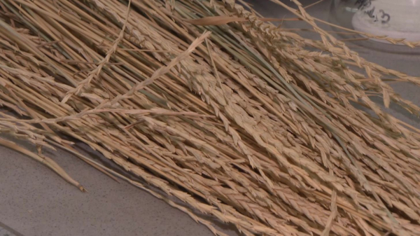Алматинские учёные разработали технологию по выращиванию многолетней пшеницы