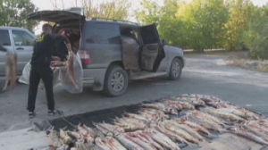 Свыше двух тонн рыбы изъяли у браконьеров в ЗКО