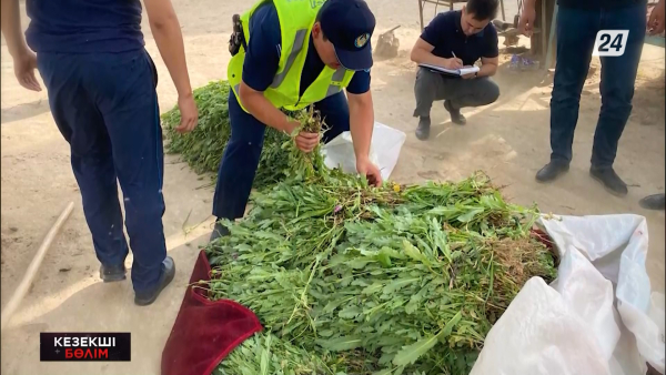 Елімізде бір тоннадан астам есірткі тәркіленді | Кезекші бөлім