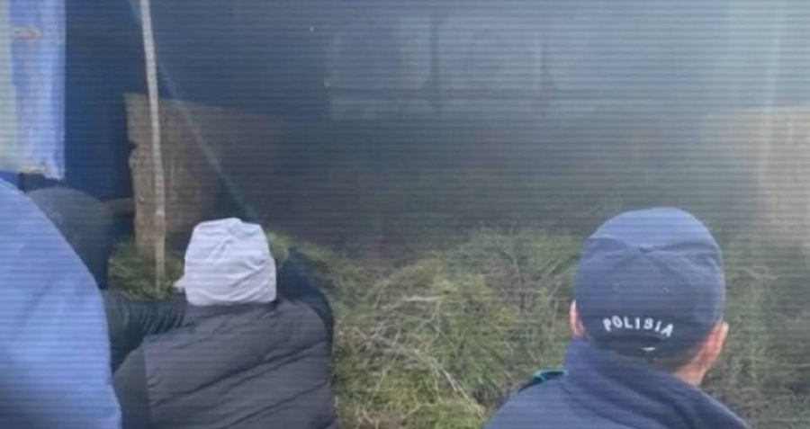 МВД: схема хищения саженцев сосны на 500 млн тенге раскрыта в области Абай