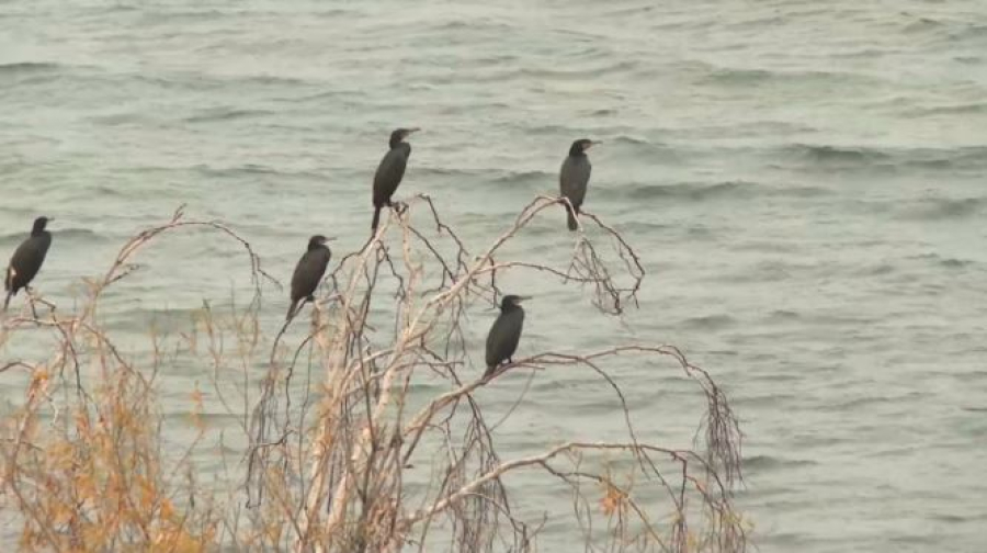 Бакланы угрожают озеру Маркаколь