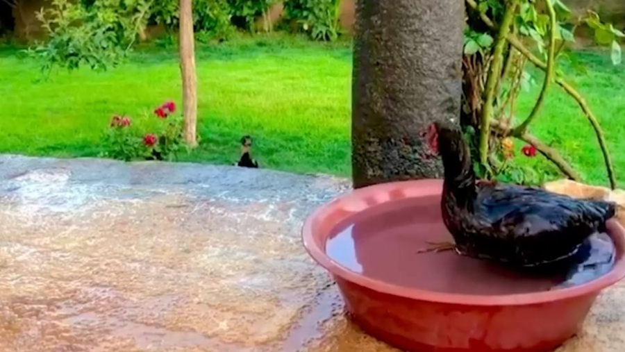 Түркияда аптап ыстықтан асфальт еріп жатыр