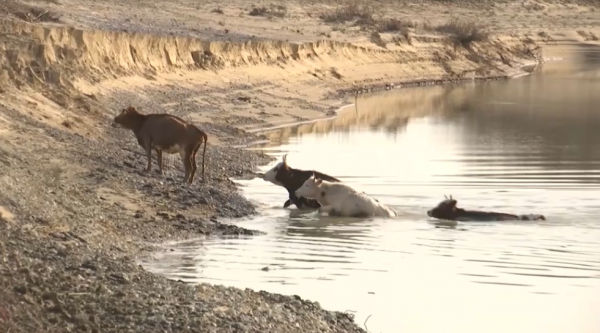 Ақтөбе облысында төрт түлік шығыны өтеліп жатыр