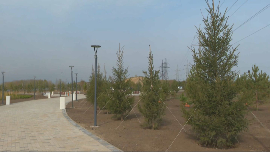 Семейде 5 мың түп ағаш егілді