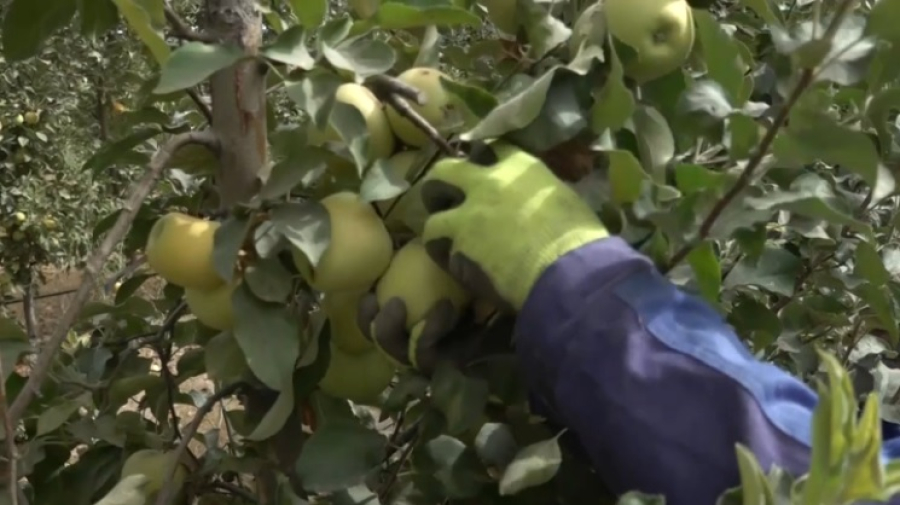 Урожай яблок собирают в Туркестанской области
