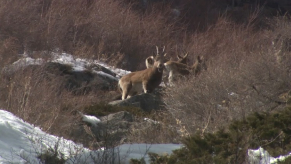 Из Красной книги Казахстана исключили 21 вид животных