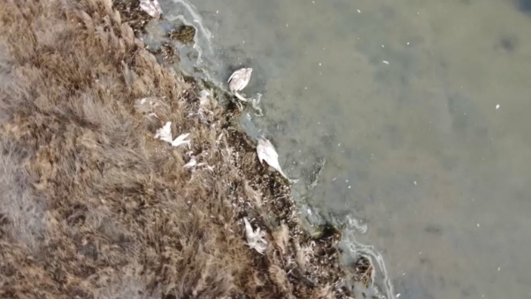 Массовая гибель лебедей зарегистрирована в Мангистауской области