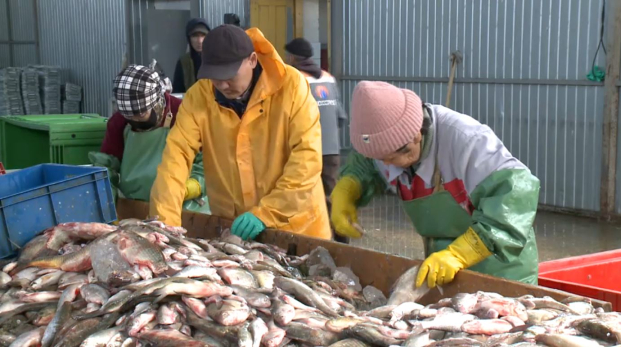 Атырауда балық өнеркәсібі дамып келеді