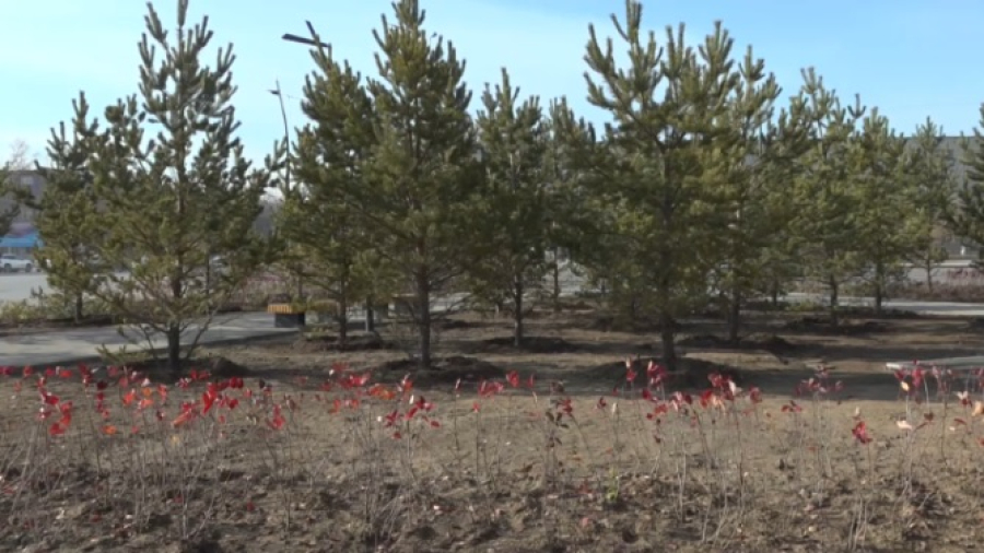 Как обновляют зеленый фонд Павлодара