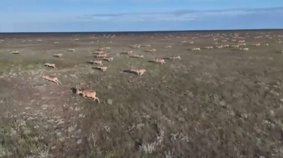 Ситуацию с популяцией сайгаков изучают в районных спецштабах