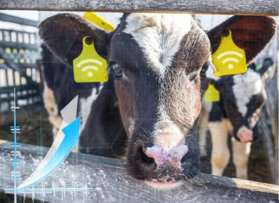 Казахстан переходит к цифровому животноводству