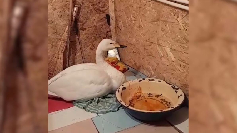 Маралдыдан тағы бір аққу табылды