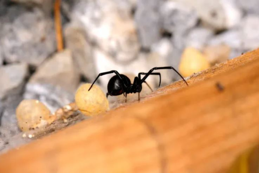 Жители области Жетысу страдают от нашествия каракуртов