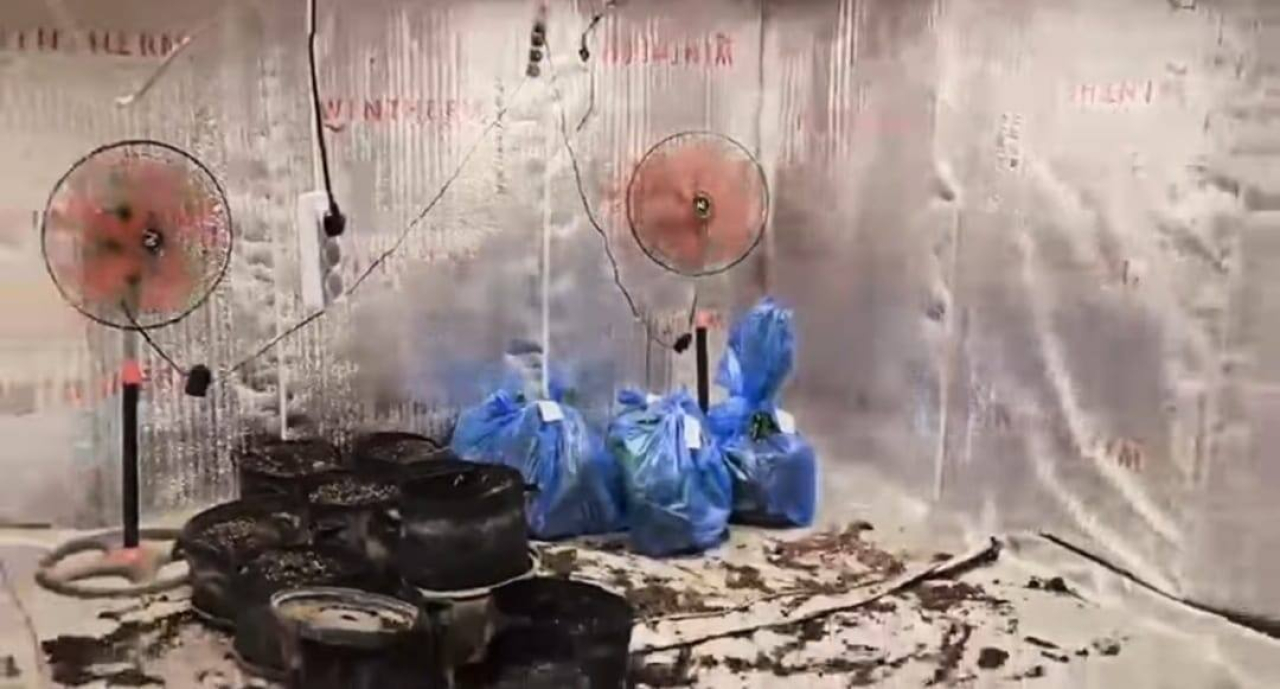 28 кустов каннабиса и более 1,4 кг марихуаны изъяли в доме в Жетысу