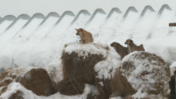 Иттер неге дала кезіп жүр?