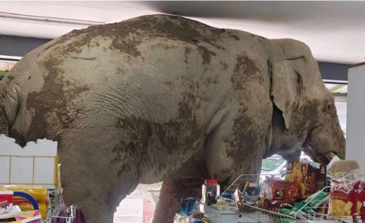 Дикий слон в Таиланде совершил набег на продуктовый магазин