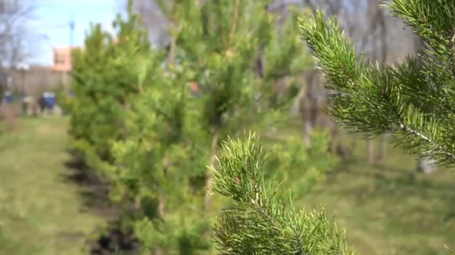 Парк Победы украсили новыми аллеями в Петропавловске