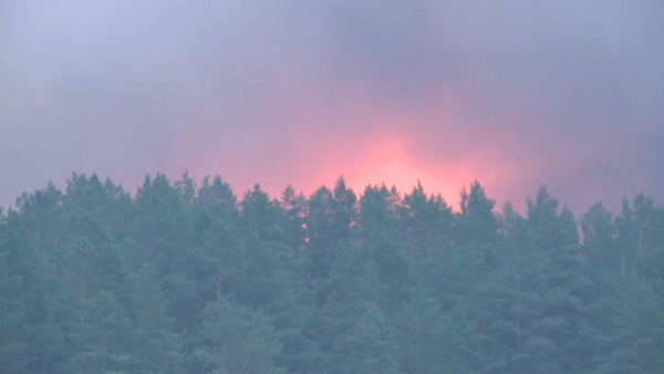 Около ₸150 млрд необходимо на мероприятия по охране лесного фонда