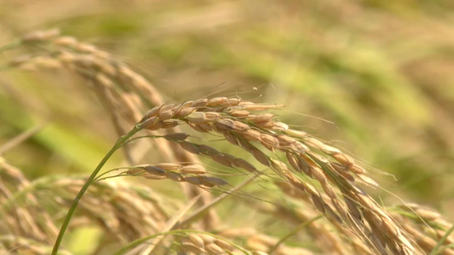 Су тапшылығы еліміздегі күріш өндірісіне әсер етпеді