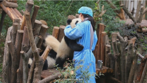 Қытайда панданың баласы көпті қылығымен тәнті қылды