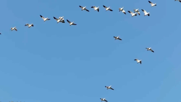 Құстардың жол табу әдісі қазіргі GPS-пен бәсекелесе алады