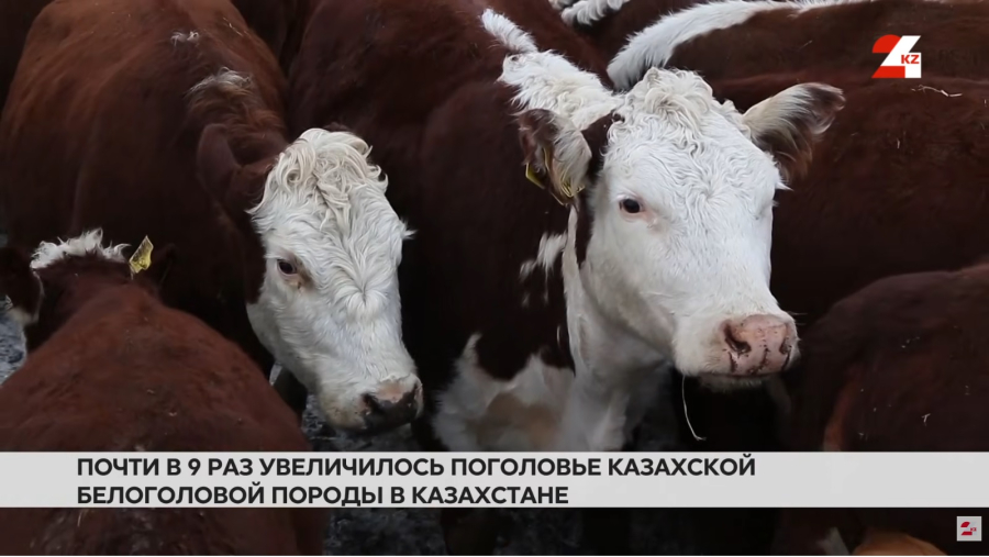 Почему меньше скота – больше дохода?