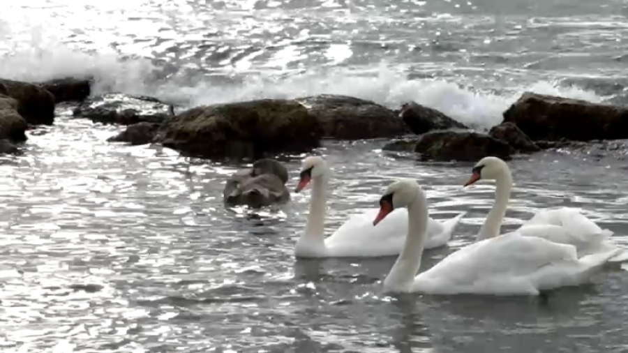 Лебеди прилетели на зимовку в Актау
