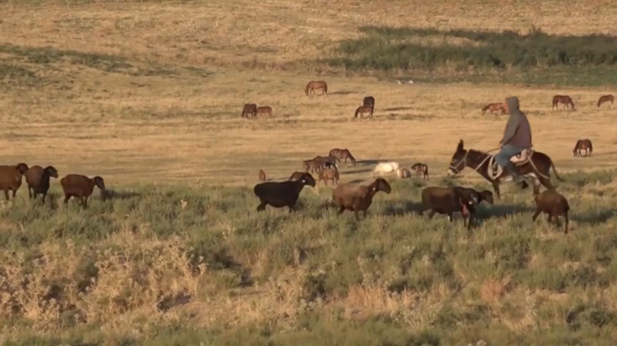 Түркістан облысында 540 мың гектар жайылым тапшы