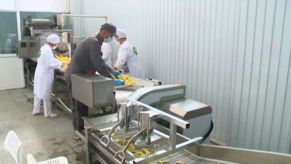 Қызылордада фри шығаратын зауыт іске қосылды