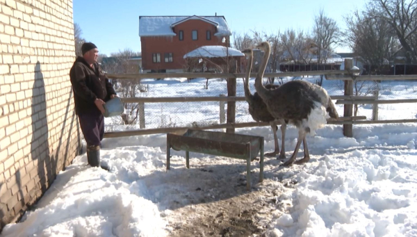 Мақаншылық шаруа түйеқұс өсіруді қолға алған