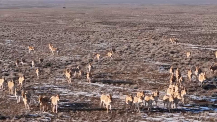«Алтынемел» ұлттық паркінде құлан саны 3500-ден асты