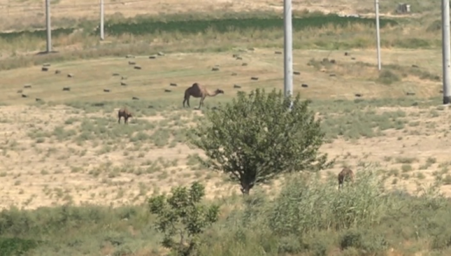 1 млн га вернули в госсобственность в Туркестанской области