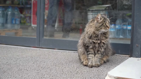 Түркияда мысықтар санитар қызмет атқарады