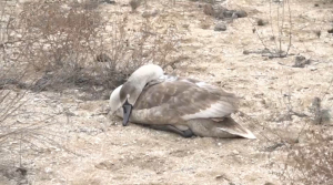 30 мертвых лебедей нашли на берегу озера Караколь