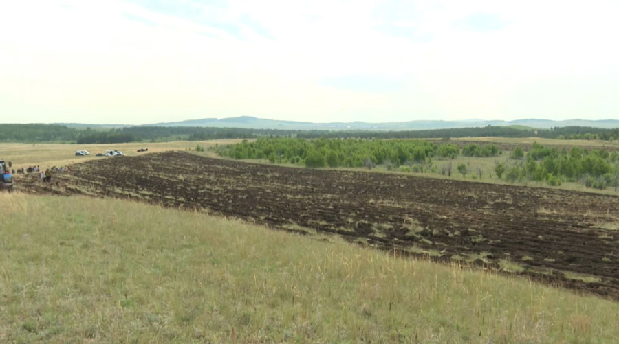 Ақмола облысында 18 млн түп ағаш егіледі