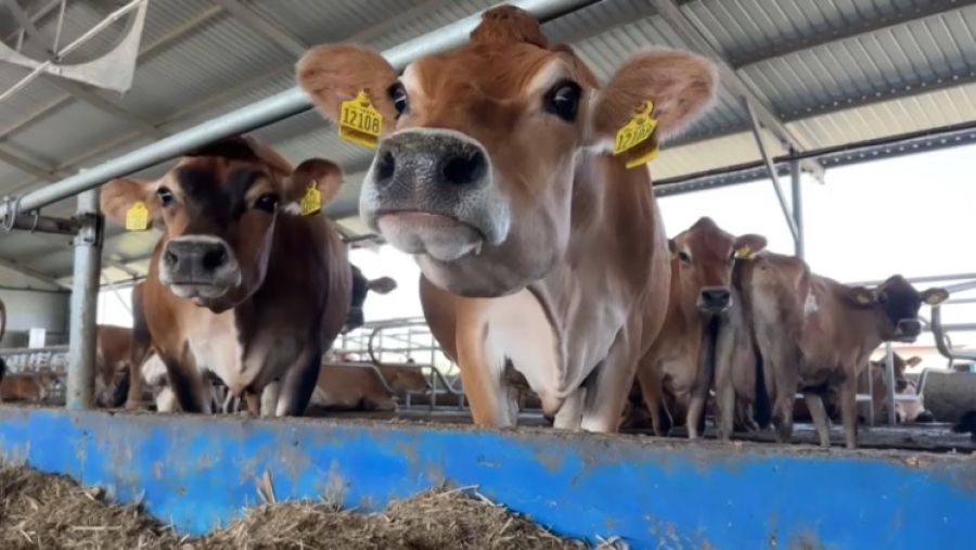 В Грузии падают объемы производства молока