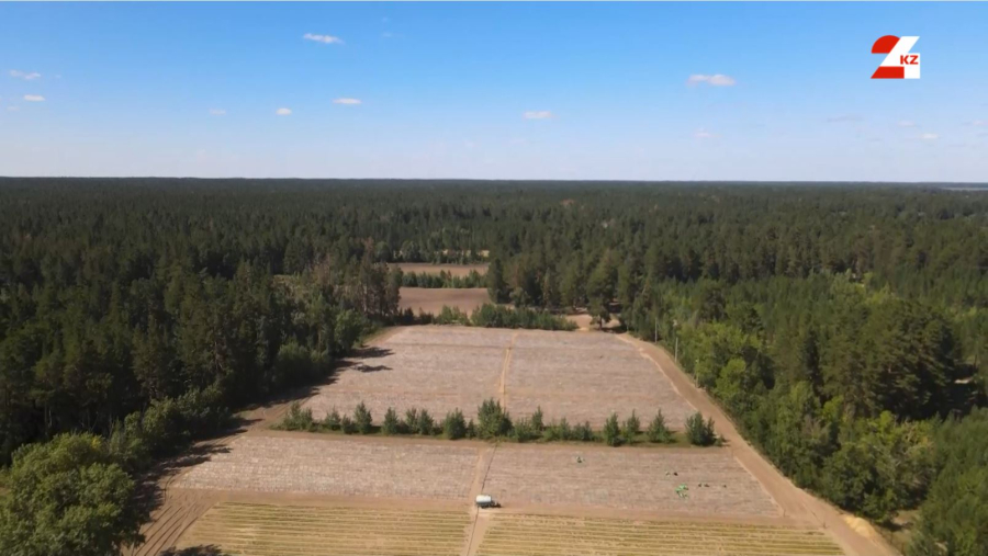 Семей орманы: өрттен кейін қандай жұмыс атқарылды? Қауіпсіздік артты ма?