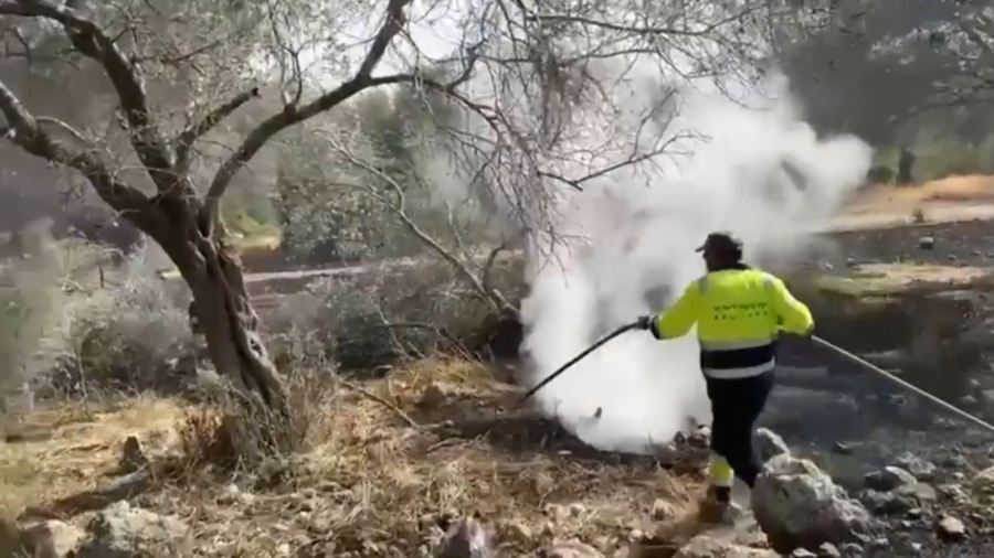 Израильде 2 мың гектар орман алқабы жанып кетті