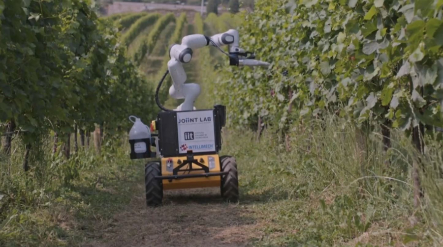 Робот ухаживает за виноградником в Италии