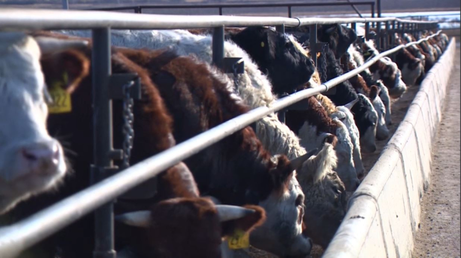 Әлеуметтік маңызы бар тауарлар тізімі кеңейеді