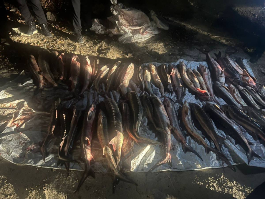 Мужчину с почти 300 кг осетровой рыбы задержали в Актау