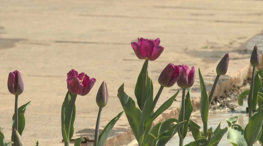 Таразда 1 миллион дана гүл егіледі