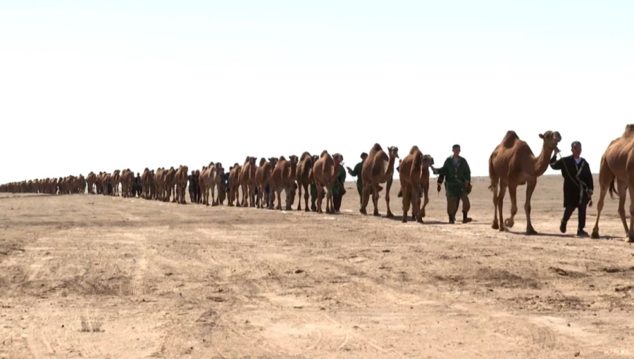 Алматы облысында 1000 түйеден тұратын керуен шеруі өтті