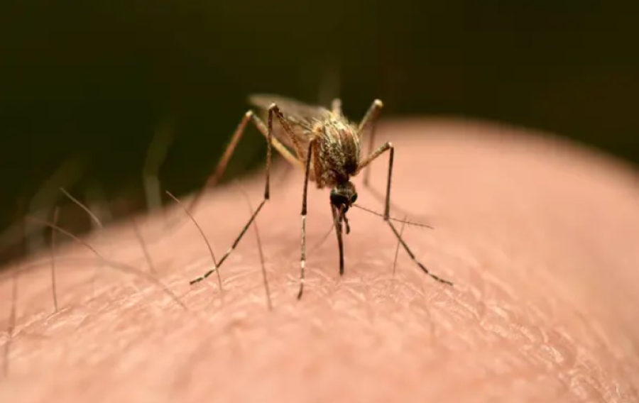 Первый завозной случай лихорадки чикунгунья зафиксировали в РФ